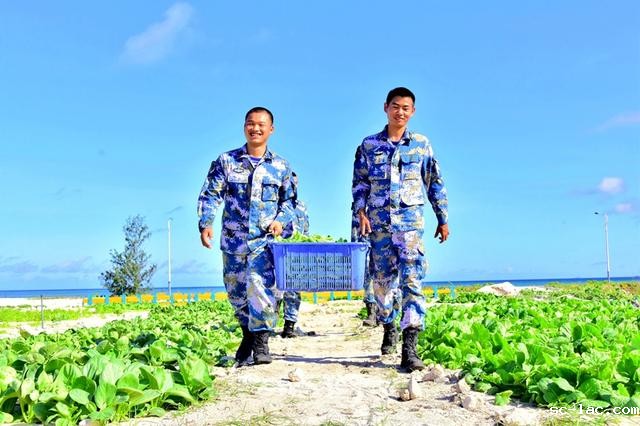 “点沙成土”，西沙海滩种植蔬菜首获成功