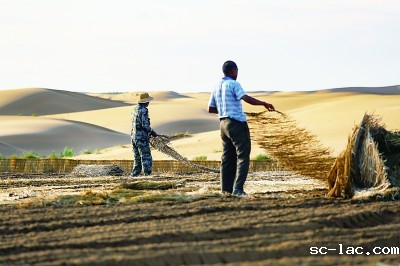 沙漠变绿洲：从25亩到17000亩