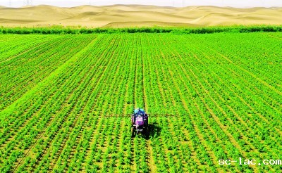 沙漠变绿洲：从25亩到17000亩