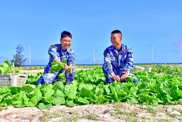 “点沙成土”，西沙海滩种植蔬菜首获成功